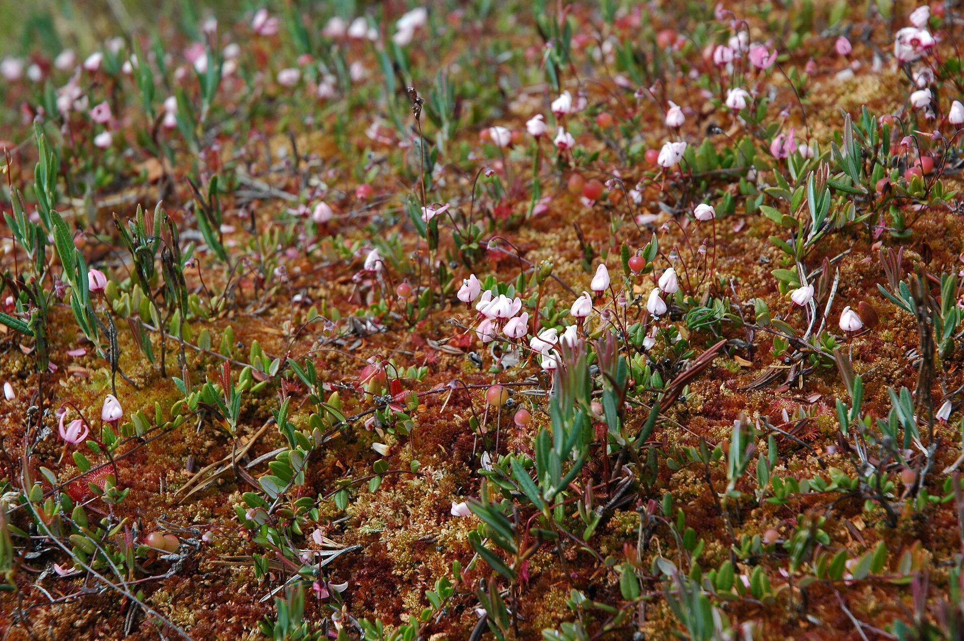 Moorlandschaft Estland, Susanne Belting