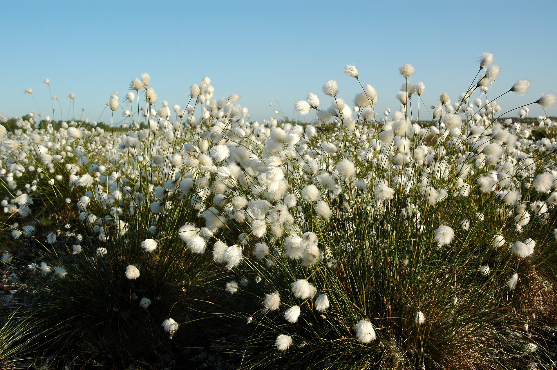 Moorlandschaft, Susanne Belting