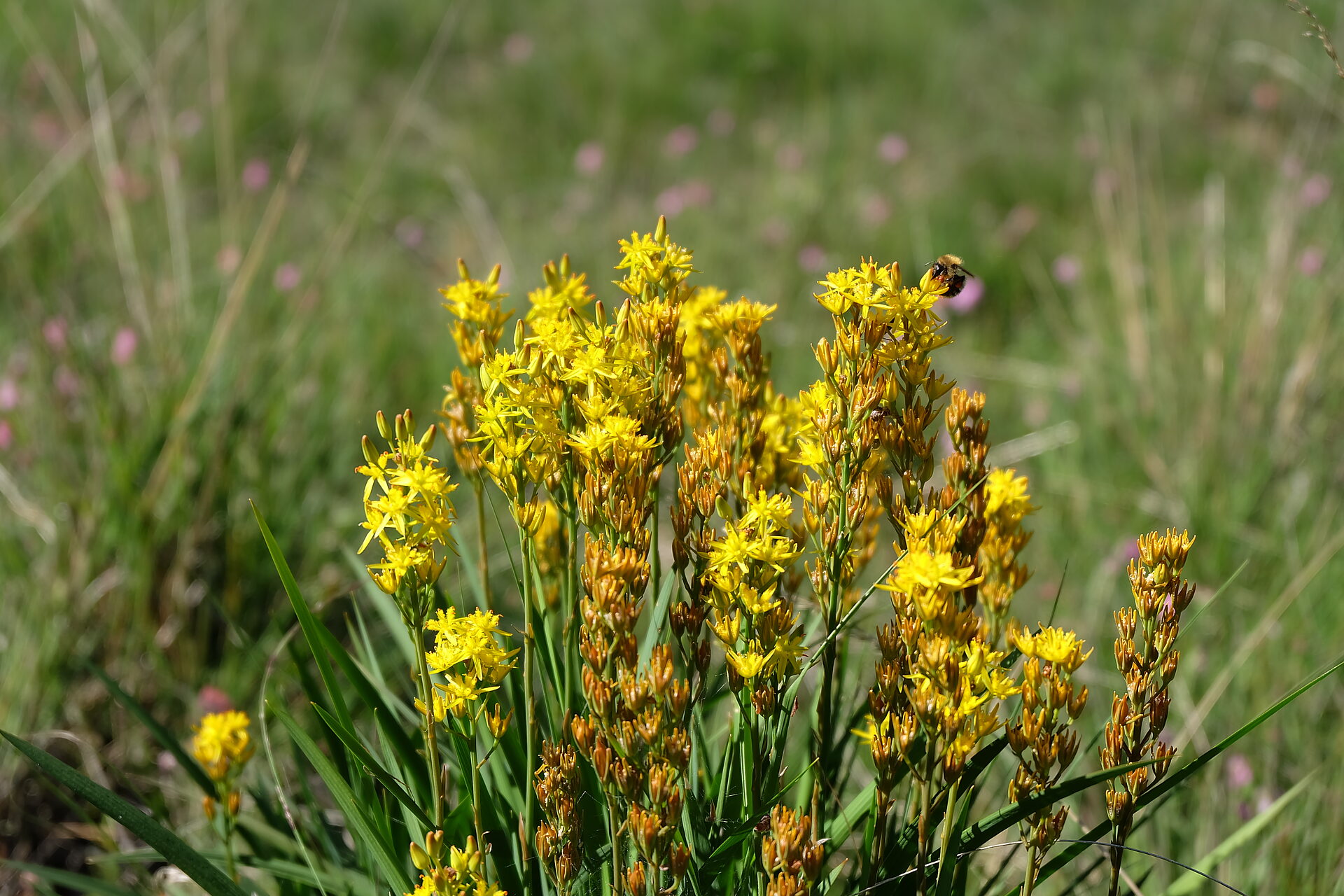 Cuxhavener Küstenheiden Steertmoor, Foto: Nora Willmaring